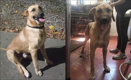 Alebrijes “ficha” al perrito que invadió la cancha: Ya hizo pruebas médicas