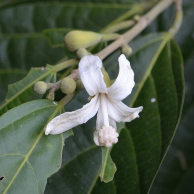 4 Mexican flowers you should include in your diet