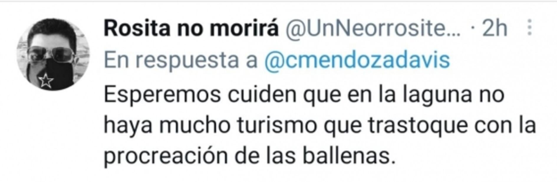 Video. Cinco ballenas se acercan a lancha en la laguna de BCS