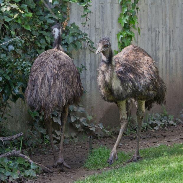 Especies poco conocidas que han sido afectadas por los incendios en Australia 