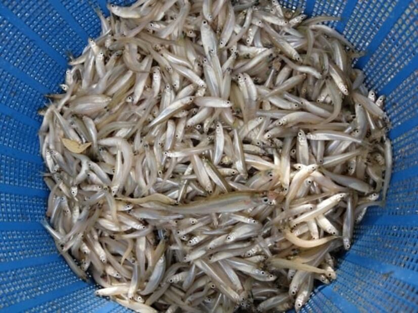 Los charales, una delicia para Cuaresma