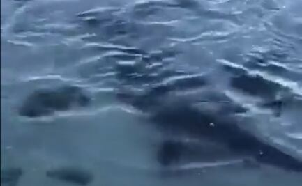 VIDEO: Captan a tiburones nadando cerca de playa en malecón de La Paz; sorprenden a turistas y habitantes