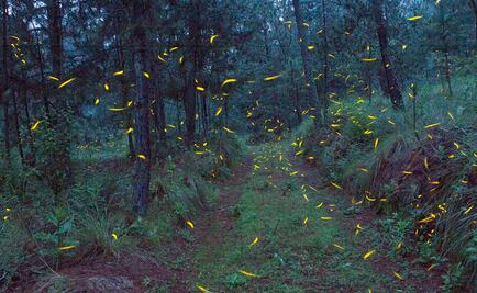 Impulsarán operadoras turísticas Santuario de Luciérnagas