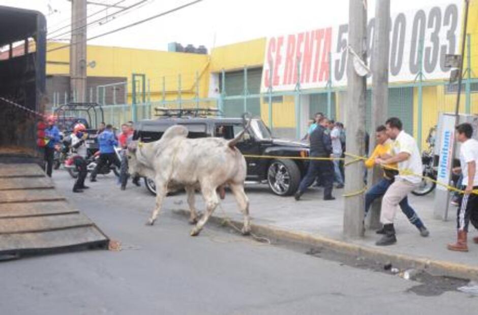 Escapan toros y corren en calles de Iztapalapa