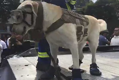 Frida, rescatista de la Marina, se roba aplausos durante desfile en Cuajimalpa