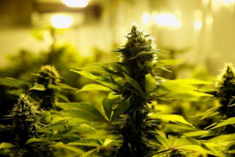 Las claves de la venta legal de marihuana recreativa en Uruguay