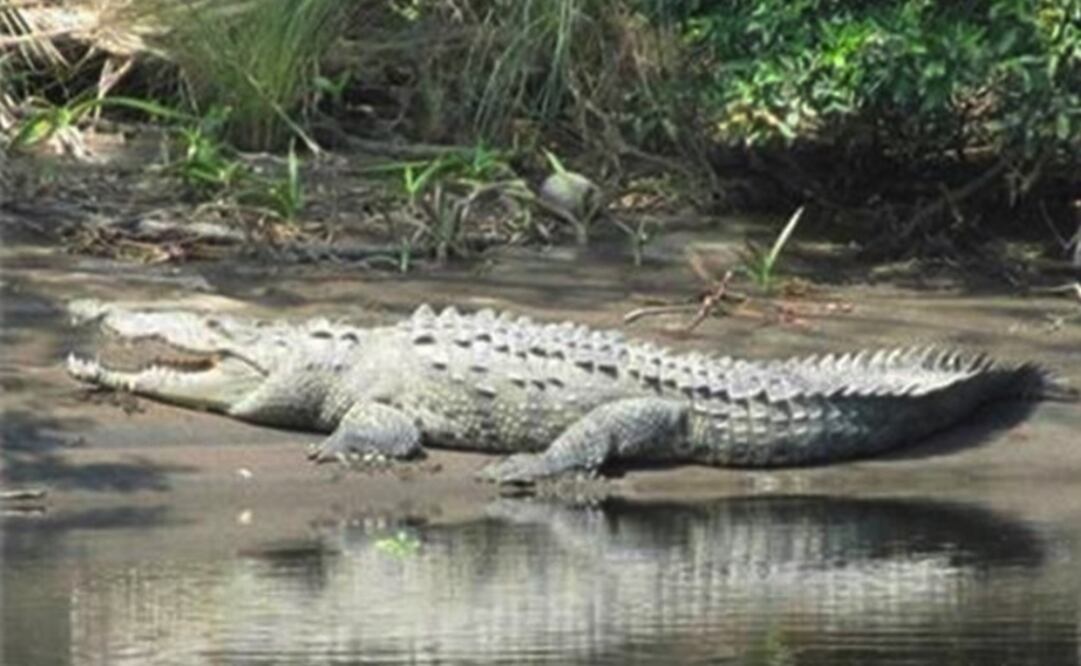 Foto: Cortesía CONANP