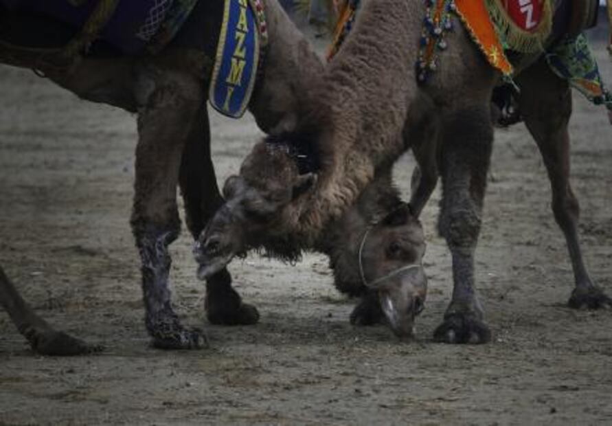 La tradición centenaria de las peleas de camellos