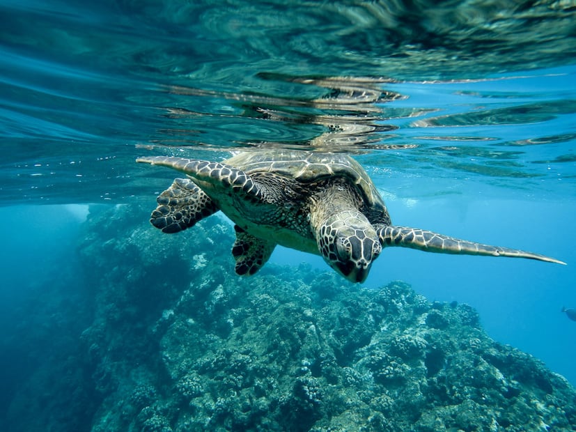 La pesca ilegal afecta a las especies protegidas. Foto: Freepik