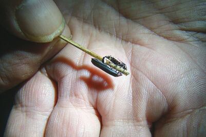 Hallan nueva variedad de luciérnaga