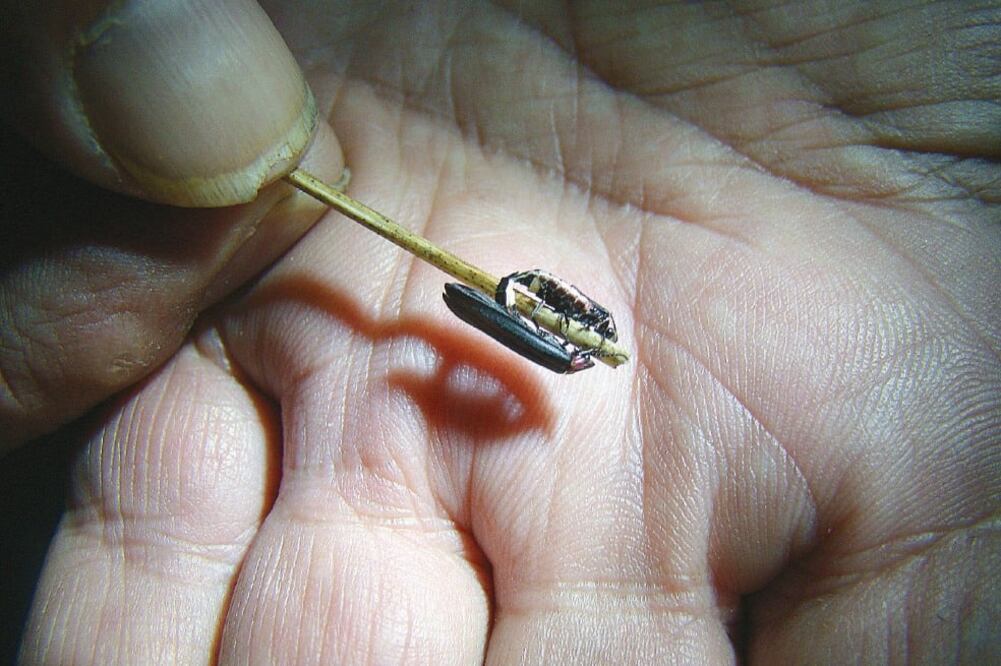 Investigadores señalan que es probablemente una especie endémica del municipio de Nanacamilpa y puede tener una antigüedad de 50 años en la zona (ESPECIAL)