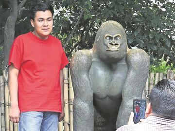 ¿Qué pasó con?… Bantú, el gorila por el que cobraron más de 1 mdp tras su muerte