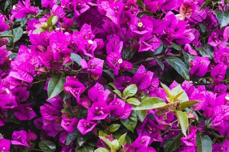 Una infusión para bajar la fiebre. Fuente: Freepik
