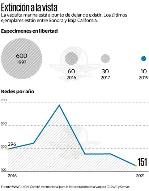 México le falla a la vaquita marina y la abandona