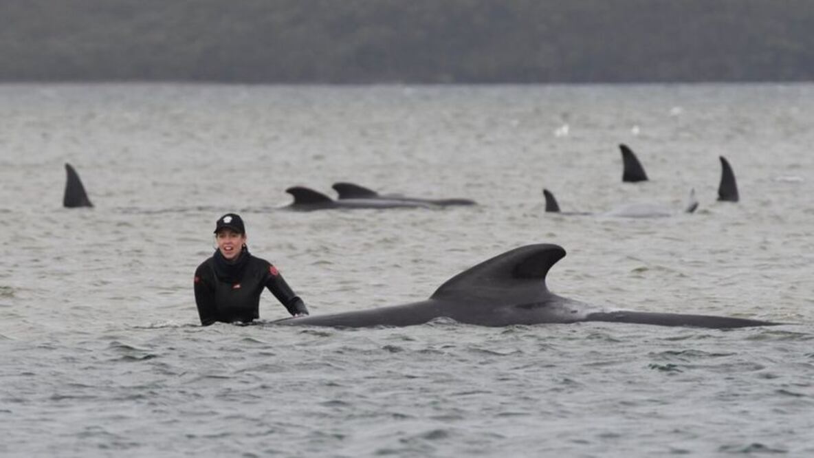Algunas ballenas estaban varadas en la playa. Otras se encontraban en lugares de difícil acceso (Foto: Policía de Tasmania)