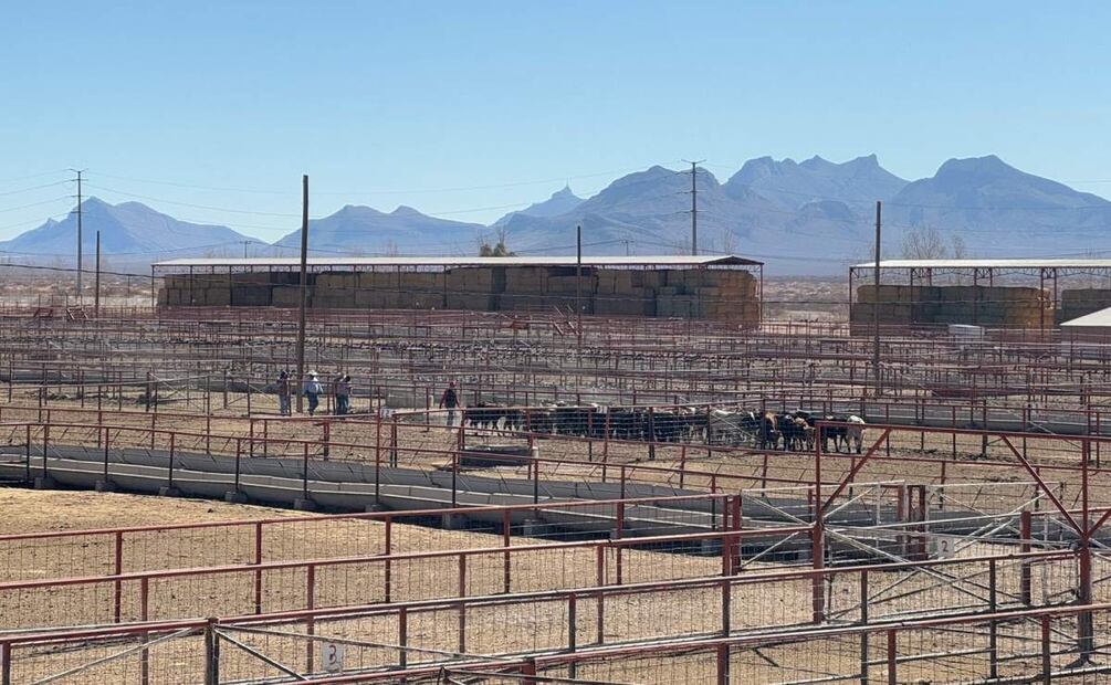 Se espera que los próximos días aumente la cantidad de cabezas a exportar a Estados Unidos (05/02/2025). Foto: Especial