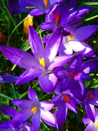 ¿Sabes cuál es el aspecto original de algunos alimentos que consumes?