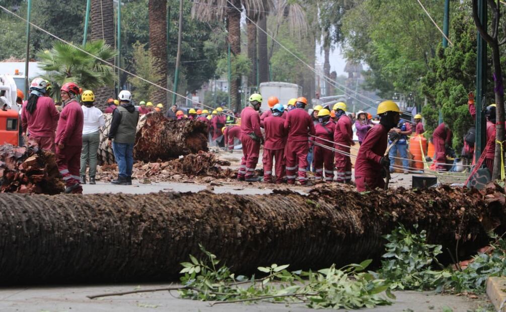 Retirarán mil 500 palmeras enfermas en CDMX; serán sustituidas por árboles nativos. Foto: Darío Luna