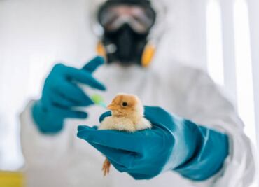 Por gripe aviar, 21 países vetan la compra de pollo de Brasil; busca la regionalización para evitar pérdidas mayores