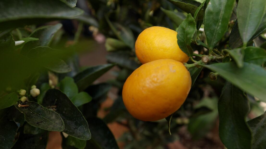 Entre los beneficios de un huerto urbano están la mejora de la salud al generar tus propios alimentos, favorece la economía y la educación; además estaríamos reduciendo el impacto ambiental