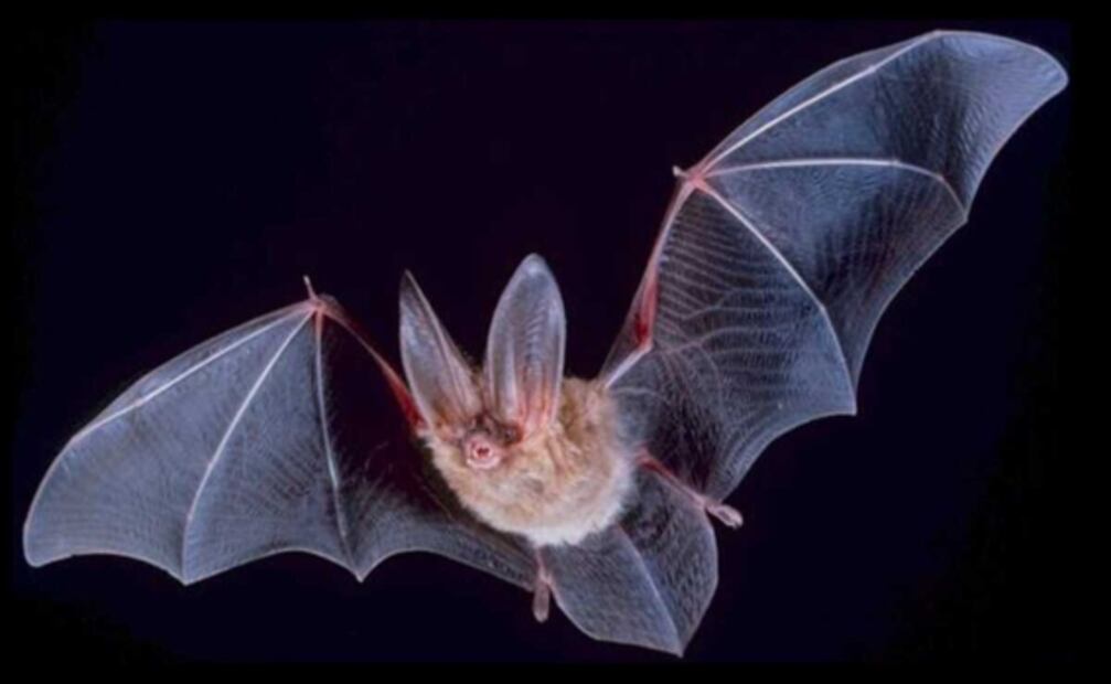 ¿Cuáles son las especies endémicas de los cenotes de la Península de Yucatán?