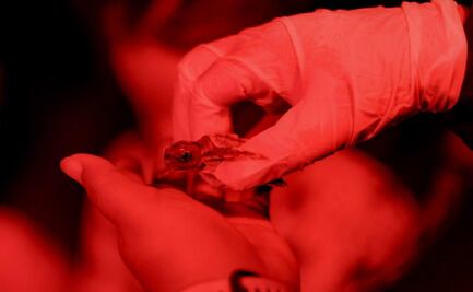 Cancún libera crías de tortuga marina; Ana Paty Peralta refrenda compromiso de conservación