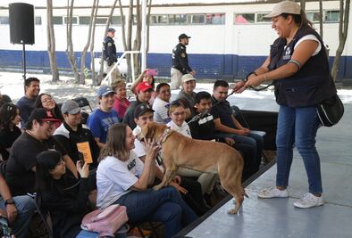 Adoptatón: La Brigada de Vigilancia Animal te invita a darle un hogar a perritos y gatitos rescatados