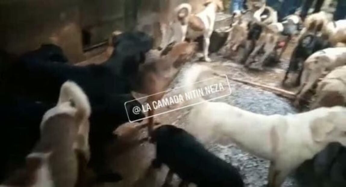 Hombre engorda a más de 100 perros y vende la carne a taquerías de Neza, acusan vecinos