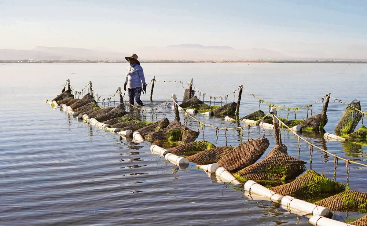 Aracely Mendez, es parte cooperativa Guardianas del Conchalito. Dentro del trabajo que han logrado es la vigilancia y denuncia para  frenar la tala ilegal, la  pesca furtiva y  el basurero. Las mujeres  del Conchalito cultivan ostiones usando jaulas tipo linterna colgadas en el estero, donde los ostiones se alimentan de nutrientes naturales mientras filtran el agua, ayudando al ecosistema. Monitorean, limpian y separan los ostiones por tamaño hasta que alcanzan la talla comercial, vendiéndolos de manera local como alternativa sustentable de ingreso para la comunidad. Foto: Enlace Adorno