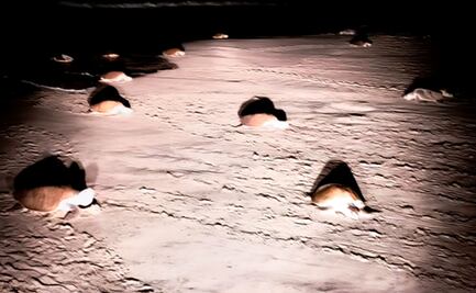 Más de 300 mil tortugas anidan en playas de Oaxaca; Profepa asegura 3 mil 300 huevos saqueados