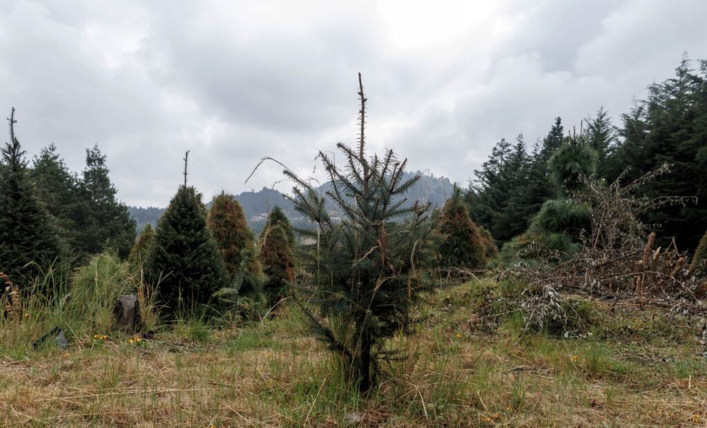 Una vez que estas plantas ya han llegado a un tamaño considerable, son plantadas en su terreno al lado de muchos otros árboles donde crecen por varios años hasta que alcanzan el tamaño completo para que un cliente pueda comprarlas. Foto: Yaretzi M. Osnaya/EL UNIVERSAL