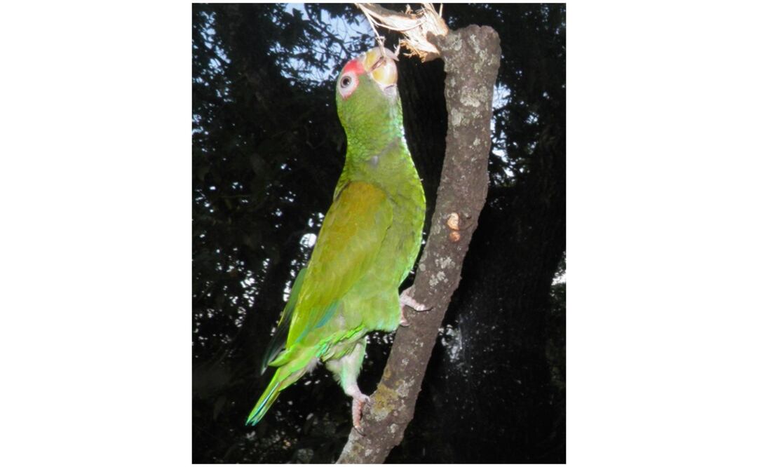 Identifican nueva especie de loro plumaje azul en Yucatán