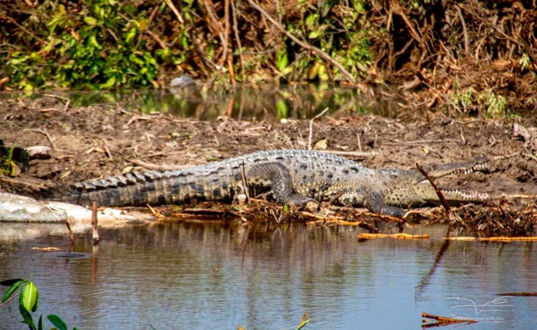 Si Fonatur entra a sacar a los animales estaría violando la orden de un juez, consideraron abogados del caso. /Foto: Cortesía