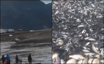 Reportan muerte de miles de peces por sequía de laguna en Hidalgo