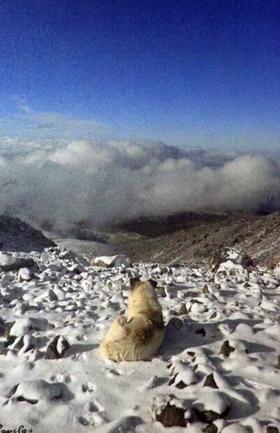 Celebran festival en honor a Citla, el perro guardían de la montaña