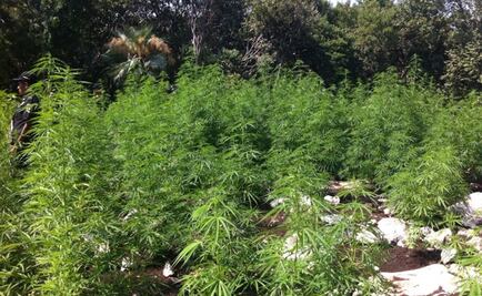 Caen en EU 9 mexicanos que controlaban plantíos de mariguana