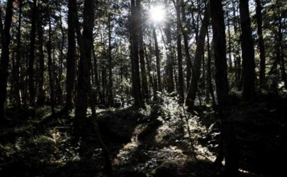 Un "ángel guardián" canta a la entrada de "el bosque del suicidio" en Japón