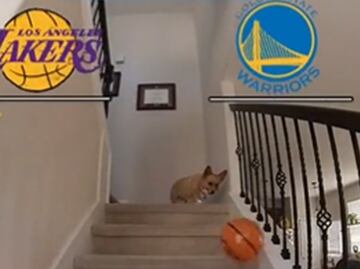 NBA Playoffs: ¡Insólito! Un perro se volvió viral por adivinar cómo quedará la serie entre Lakers y Warriors