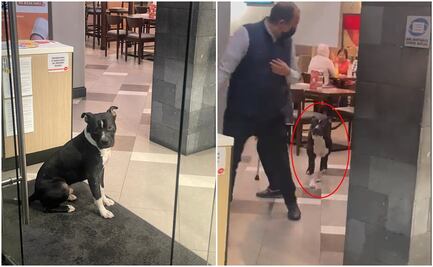 ¡Aún hay gente buena! Dejan entrar a perrito a restaurante para que se refugie de la lluvia