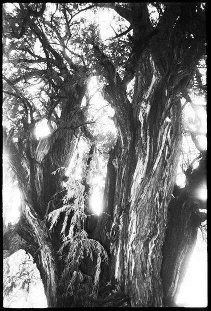 ¿Qué sabemos sobre el ahuehuete? el árbol que engalanará la Glorieta de la Palma