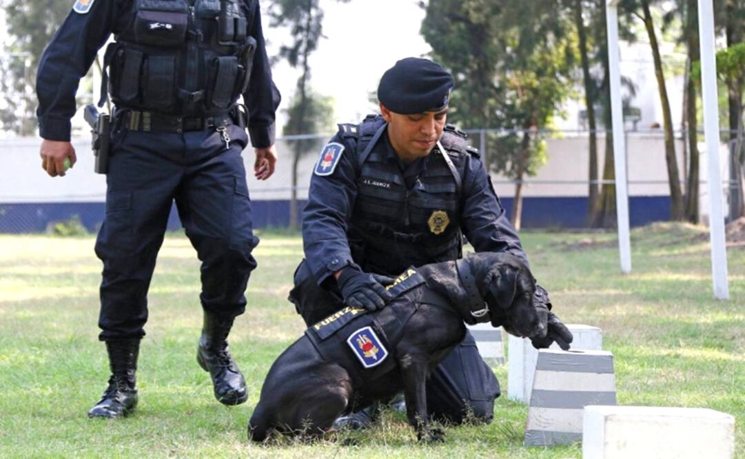 Most dogs of Mexico City's Citizen Security Ministry Canine Unit are donated - Photo: Kevin Ruiz/EL UNIVERSAL