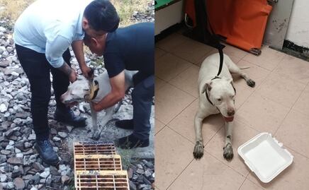Rescatan a lomito perdido en vías de la Línea 3; es trasladado al Centro de Transferencia Canina