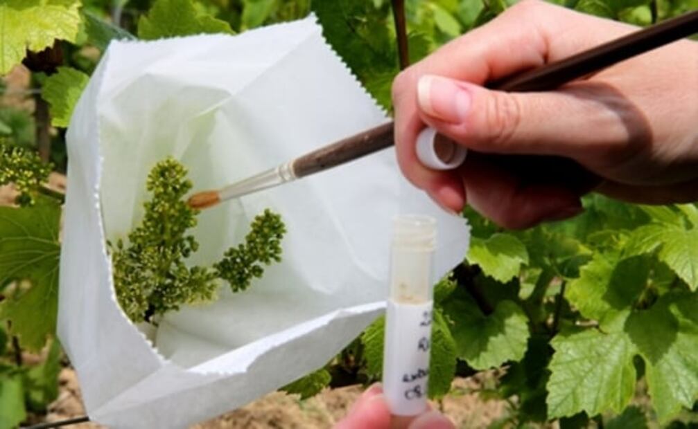 Champán, en riesgo por el cambio climático