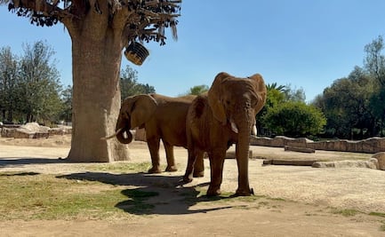 Todo un éxito el acoplamiento de la elefanta "Gipsy" para hacer compañía a "Ely", informa Sedema