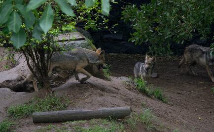 Plan para salvar al lobo mexicano lo pondría en peligro