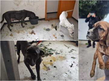 Entre excremento y trapos sucios rescatan a mascotas de agresores de maestra de kínder en Cuautitlán