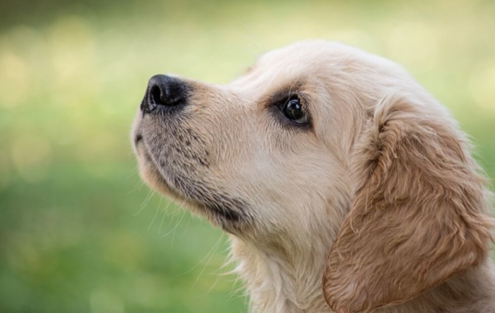 Para promover la adopción, crean perfiles de perros y gatos en Tinder