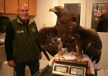 Rescatan un ejemplar de águila real en Tamaulipas