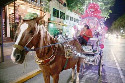 A cuatro años de ley de Bienestar Animal, calandrias siguen en Acapulco