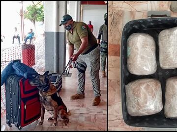 Agente canino asegura 20 kilos de marihuana en Veracruz